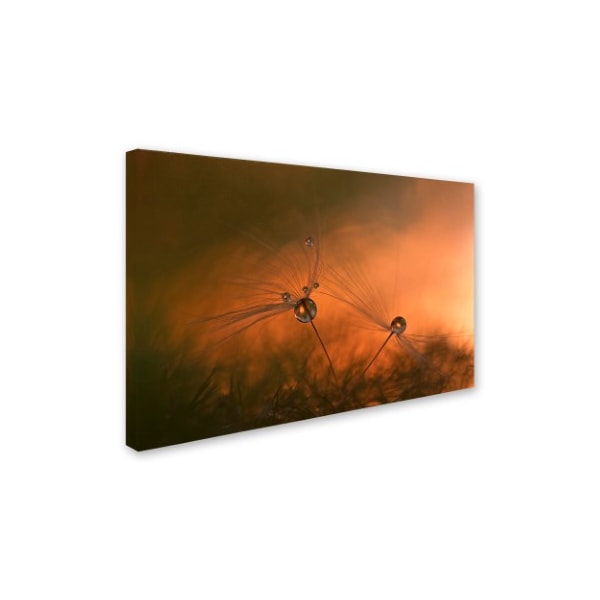 Heidi Westum 'Forest Fire' Canvas Art,12x19